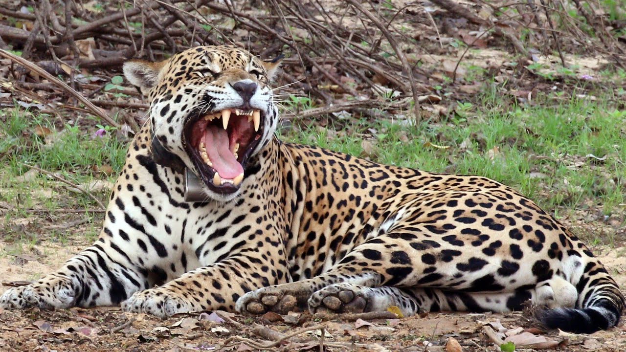 TOP 50 CURIOZITATI DESPRE JAGUAR