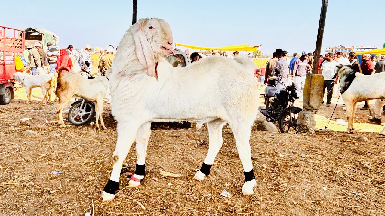 DEWAS BAKRA MANDI 15/1/2026