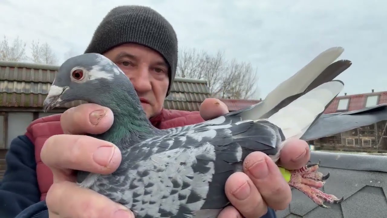 Gołębie Trzaska Brzydal   Patulski Bieryt linia złotej pary do rozpłodu 513016809 Artur Pawelec q