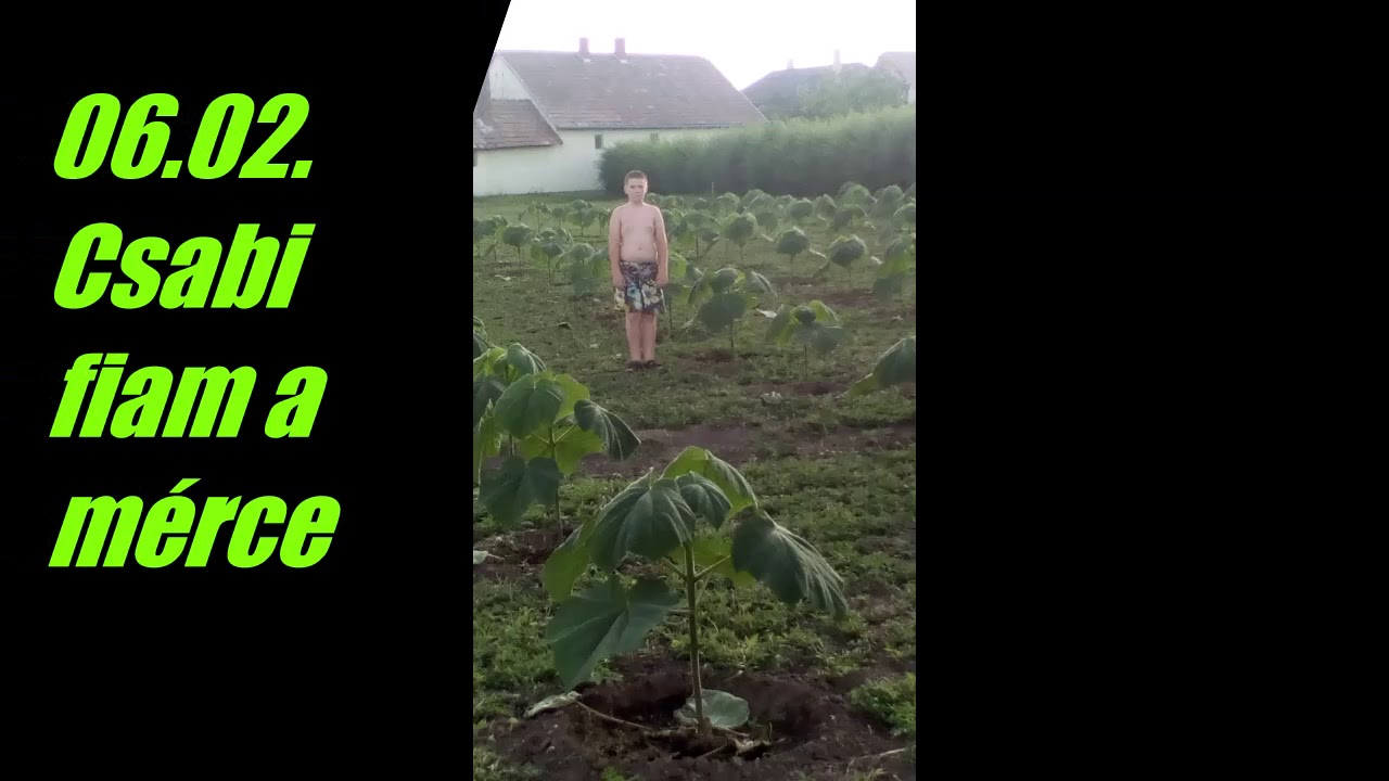 Császárfa