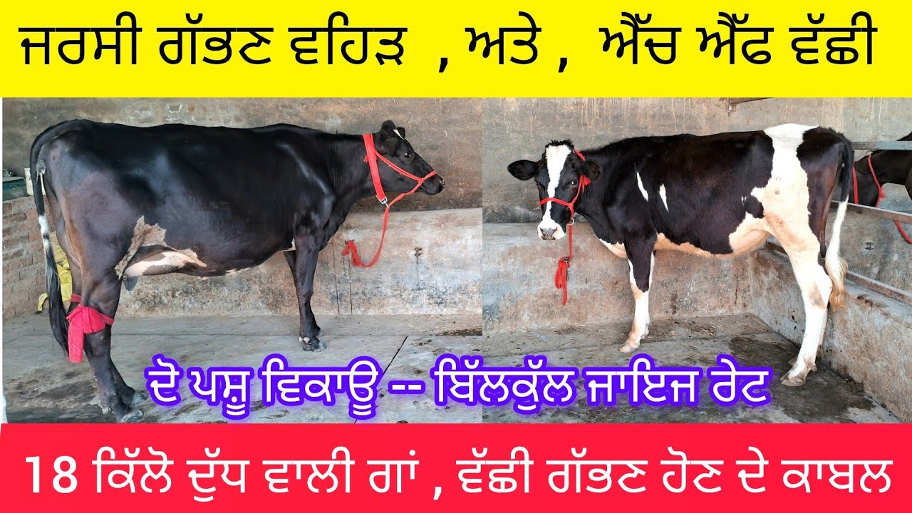 ਜਰਸੀ ਅੰਗ ਦੀ ਗੱਭਣ ਵਹਿੜ 17-18 ਕਿੱਲੋ ਦੁੱਧ ਵਾਲੀ , 98787-73587 ਇੱਕ ਐੱਚ ਐੱਫ ਵੱਛੀ ਵੀ ਵੇਚਣੀ. Jersey cow sale