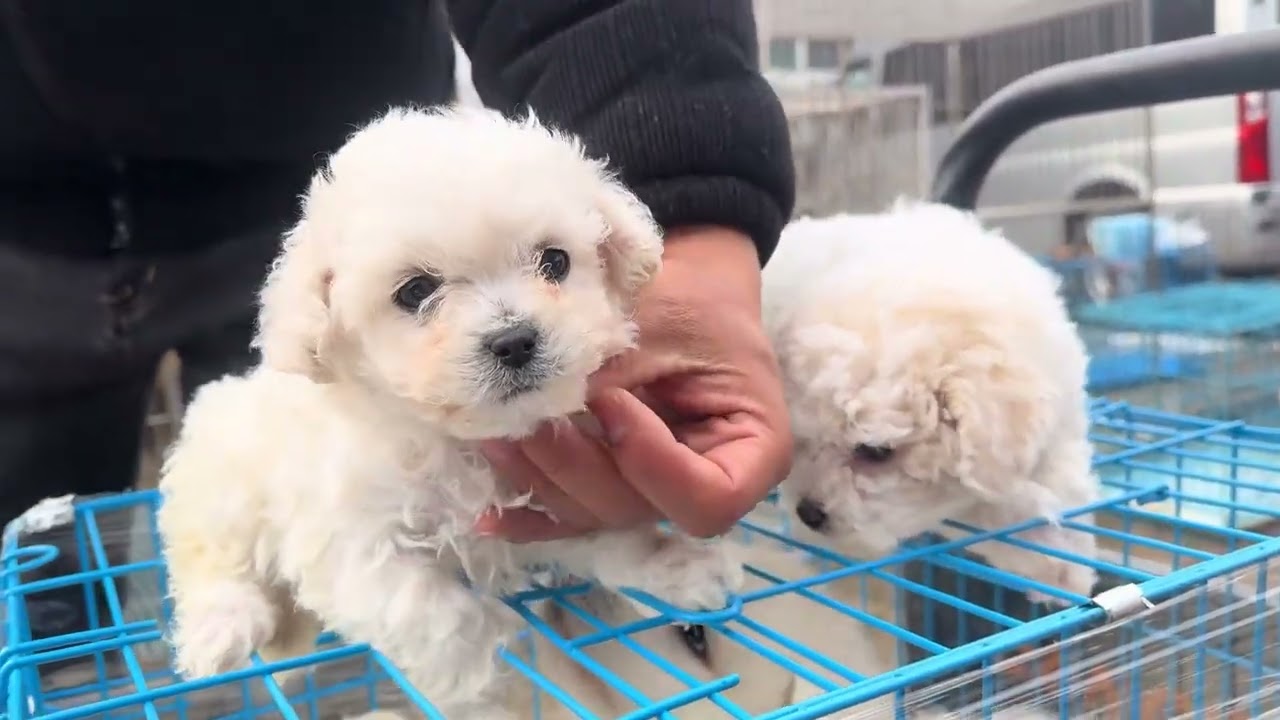 泰迪和比熊犬结合是个什么样的产物？还真的挺可爱