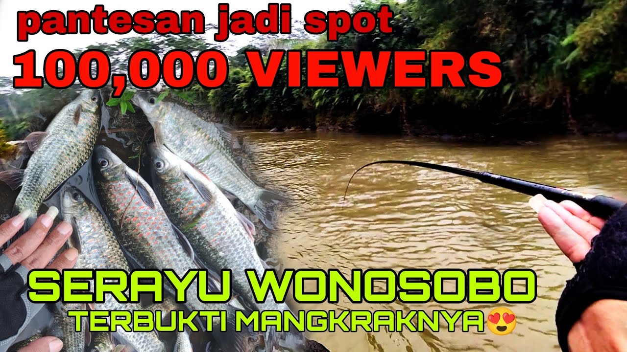 Nilem mangkrak/babon Sungai Serayu. full strike lek broo