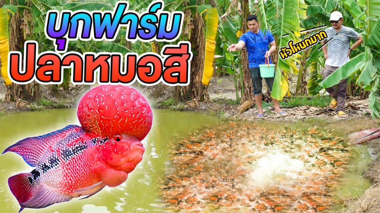 บุกฟาร์มปลาหมอสี หัวโหนกใหญ่ๆ ราคาหลักร้อย.. Raiding a cichlid fish farm.
