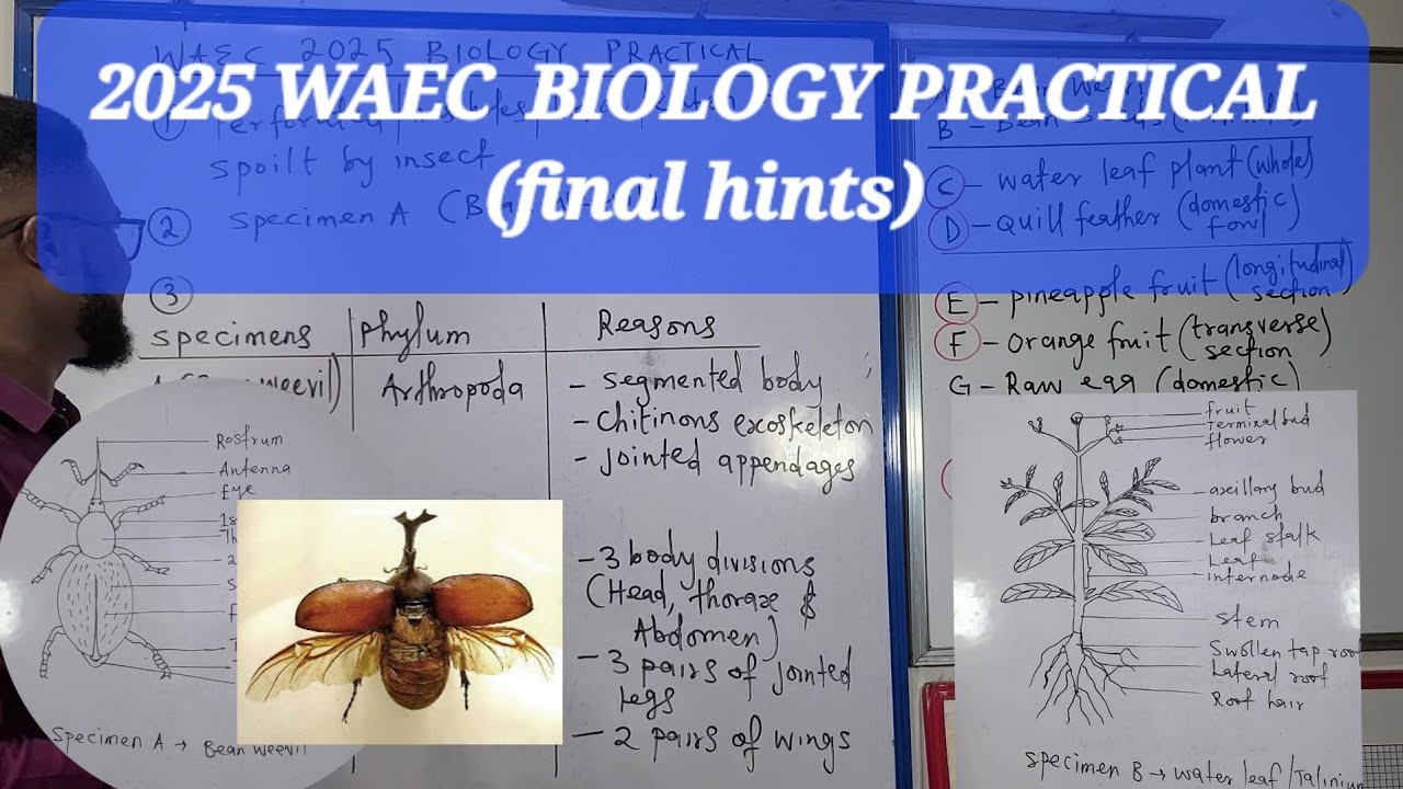 2025 WAEC BIOLOGY PRACTICAL (part 1)