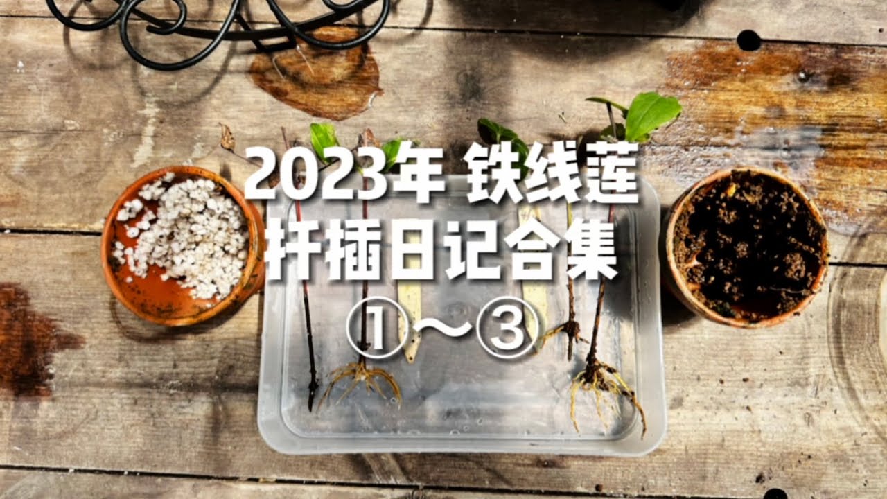 2023年 铁线莲扦插日记合集 1-3