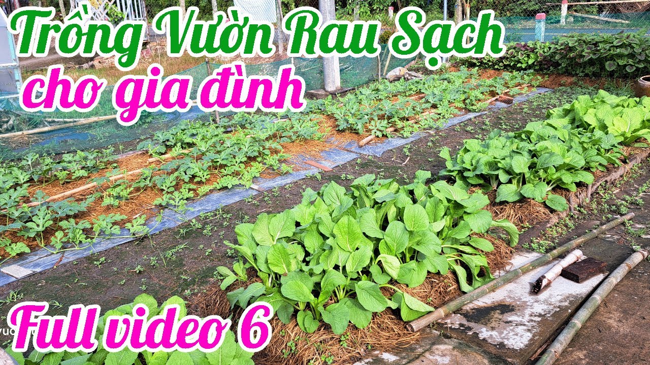 Full video 6 - Cách trồng Vườn rau sạch cho gia đình