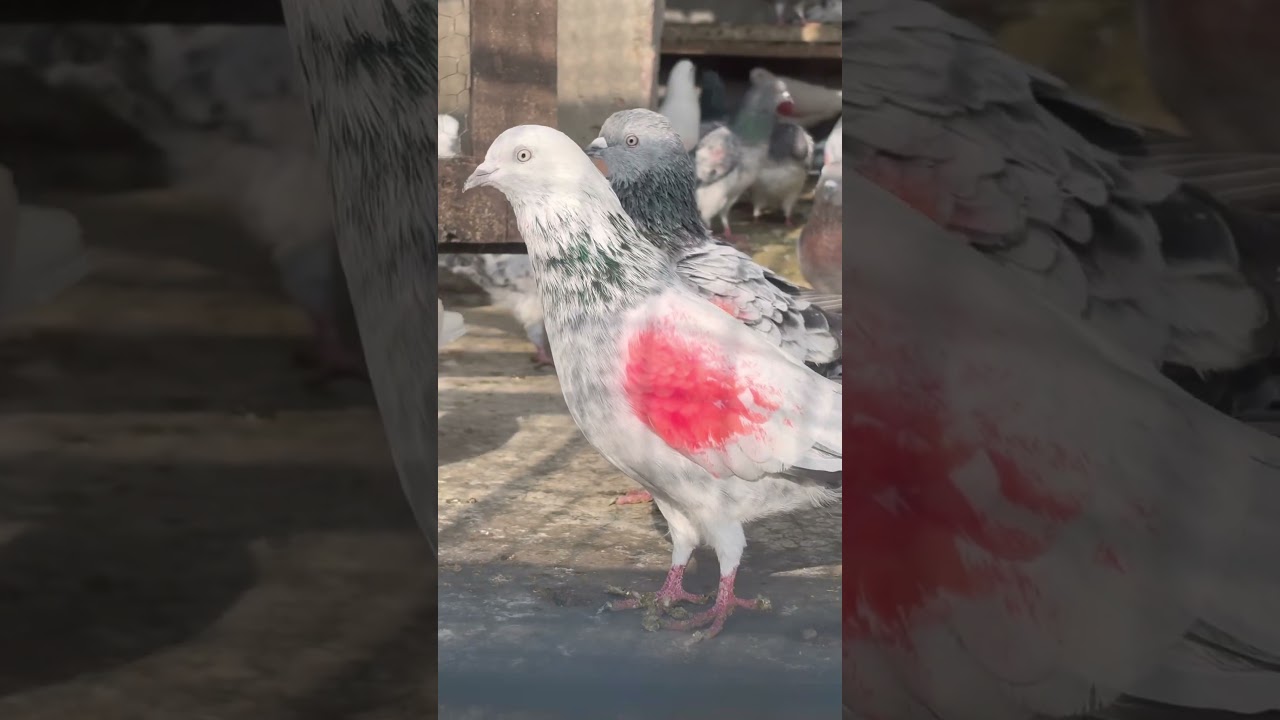 #indianpigeon