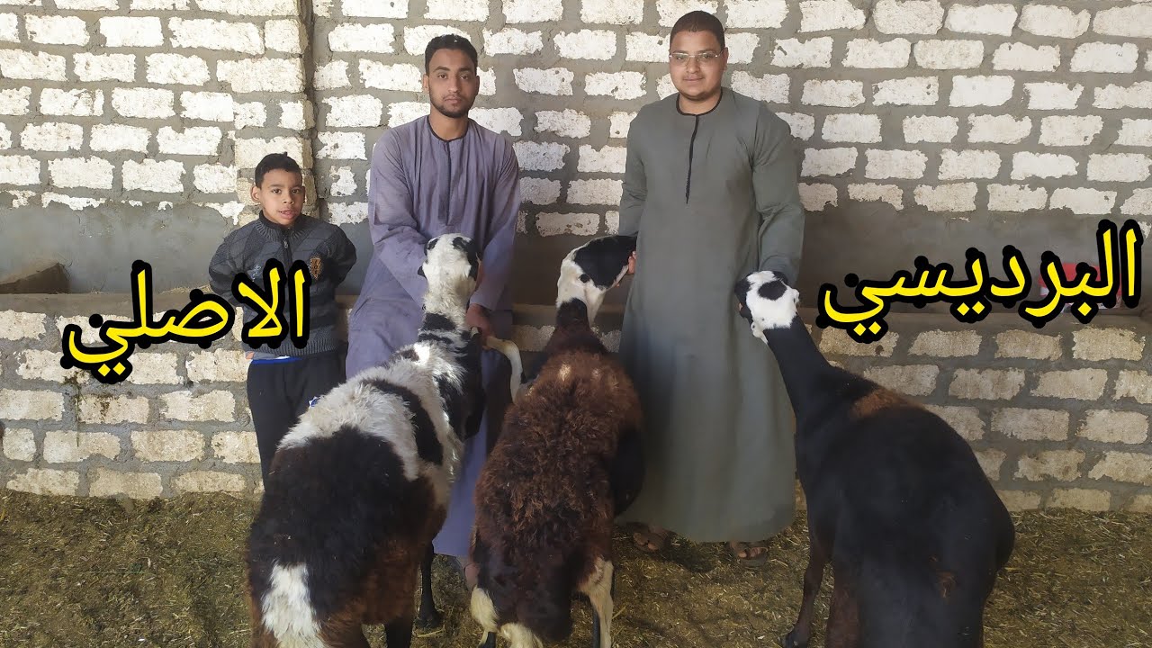 نعاج عشر ووالد وماعز والد ٣ عروض حلويات البرديسي والكليبي المعلم عبدالله