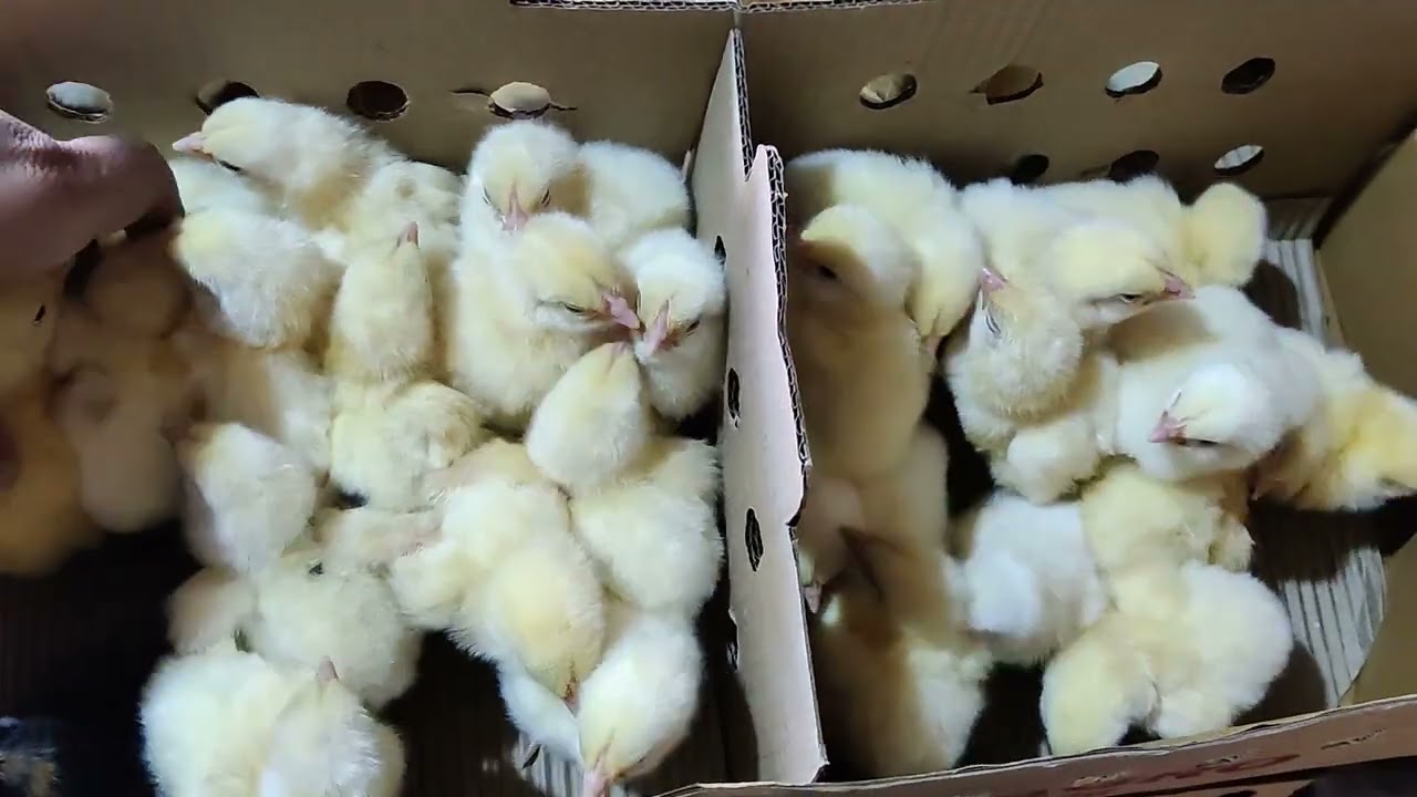 BROILER COBB 430 Identification. DIVYANSH AGRO RANCHI JHARKHAND, Contact no. 9234744439