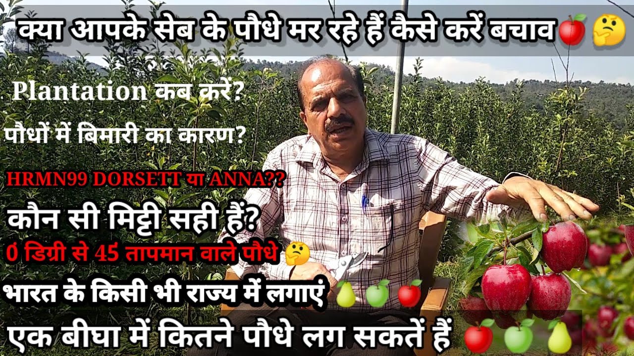 क्या सेब के पौधे 🍎 मर रहे हैं बिमारी हैं नकली पौधे हैं‌?सभी सवालों के जबाव इस विडियो में🙏HRMN99
