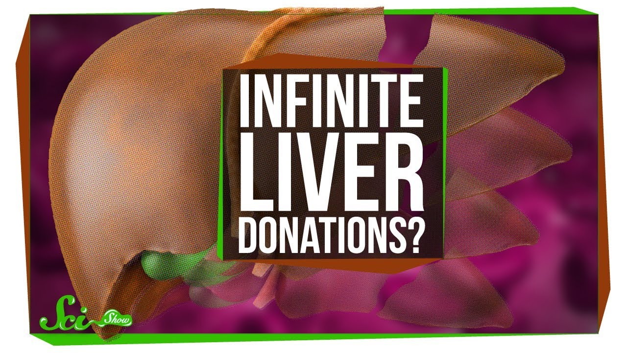 Can You Keep Donating and Regrowing Your Liver?