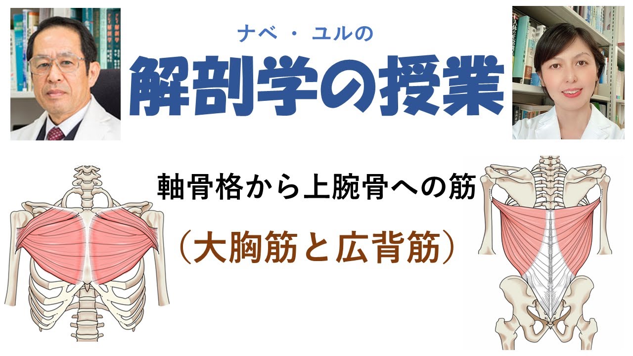 軸骨格から上腕骨への筋　(大胸筋と広背筋）