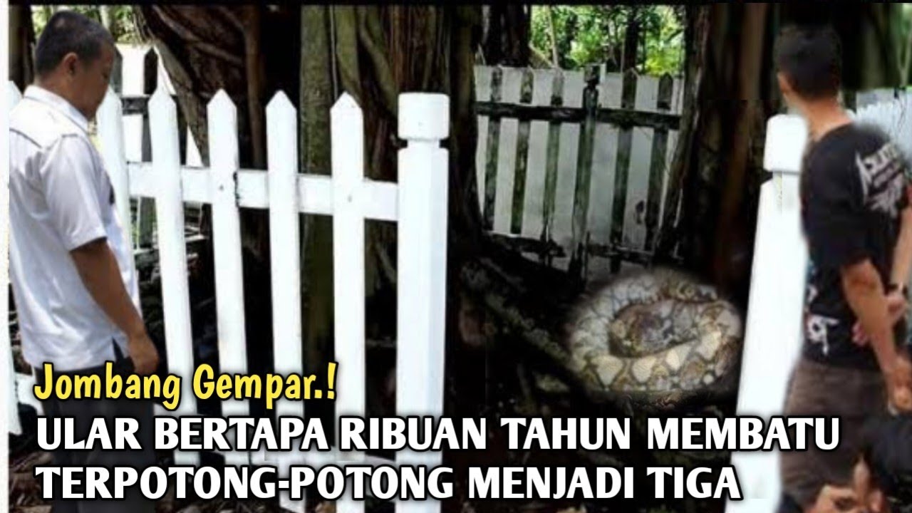 Gempar.! Ular Bertapa Membatu Di Bawah Pohon Terpotong-potong Di Punden Keramat Jombang Jawa Timur