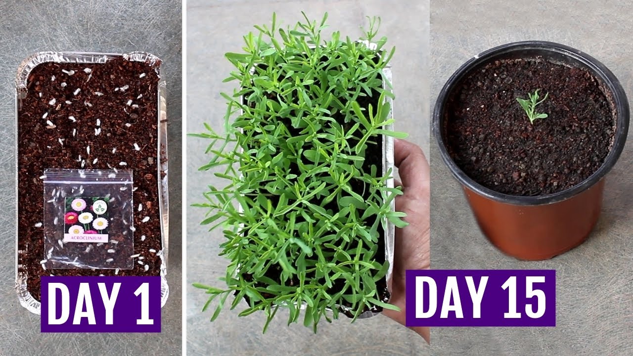 How to Grow Acroclinium (Paper Daisy) from Seeds Easily