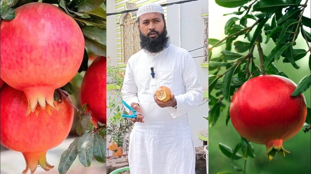 অস্ট্রেলিয়ান আনার টেস্ট রিভিউ ভিডিও #garden #আনার #ছাদকৃষি #fruit #টেস্ট 
