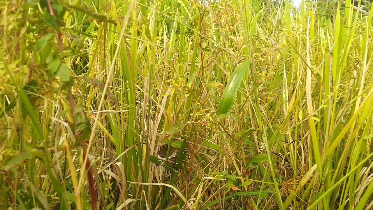 Sarang burung Salome di sawah padi
