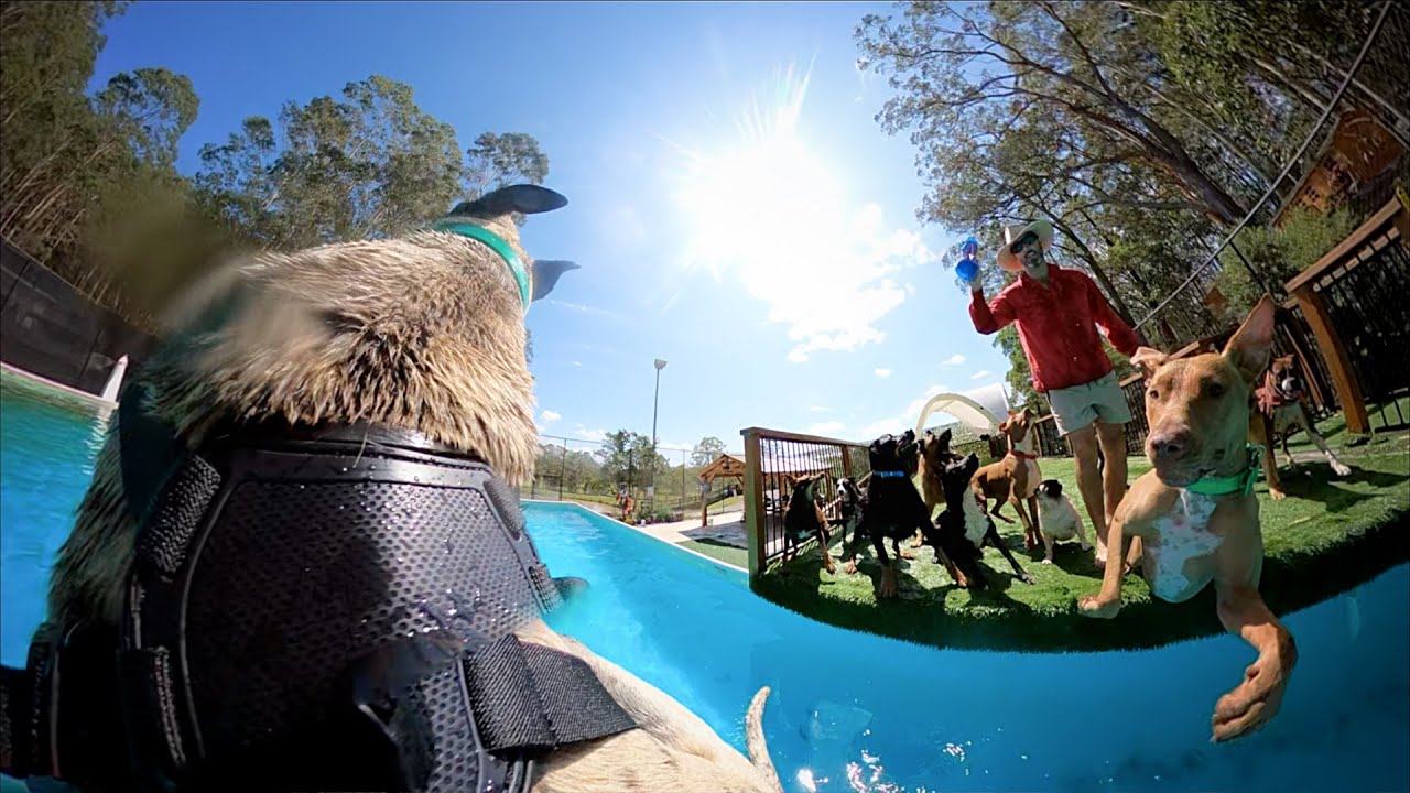 Go Pro On Big Dog Jumping and Swimming