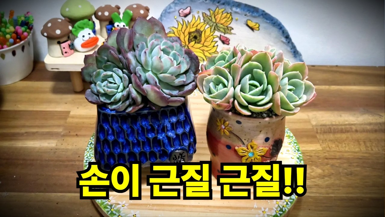 손에 흙 묻히는 그 순간의 힐링 | 예쁜 화분에 예쁜 다육이 (26.2.18) (多肉植物) (たにくしょくぶつ) Korean Succulent
