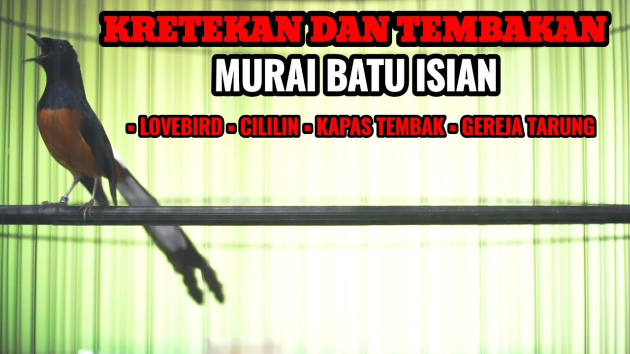 KRETEKAN DAN TEMBAKAN MURAI BATU ISIAN LOVEBIRD CILILIN KAPAS TEMBAK