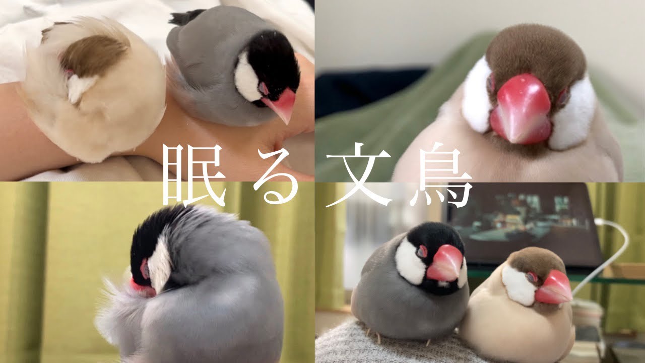 【癒し】文鳥がふこふこ眠るだけの動画　java sparrow