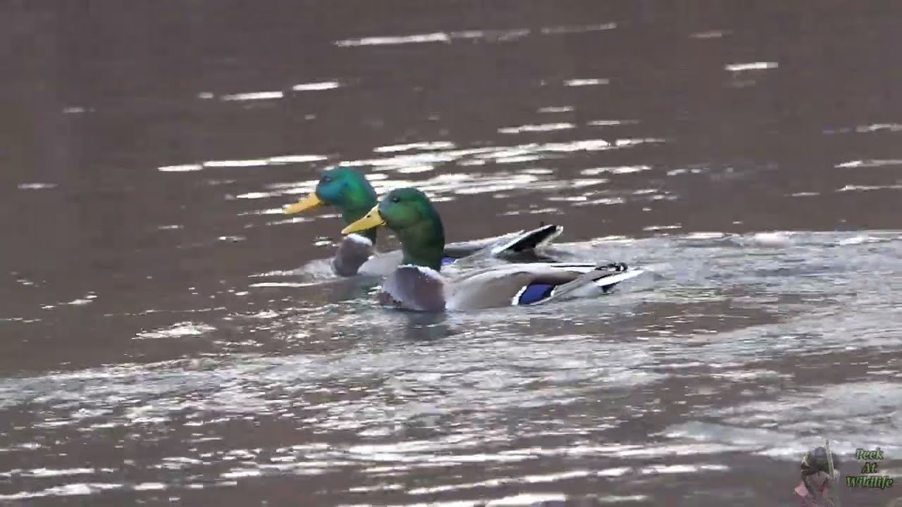 Mallard Ducks Diving for Food! Rarely Observed.