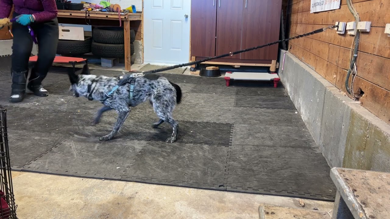 Addie barking first session