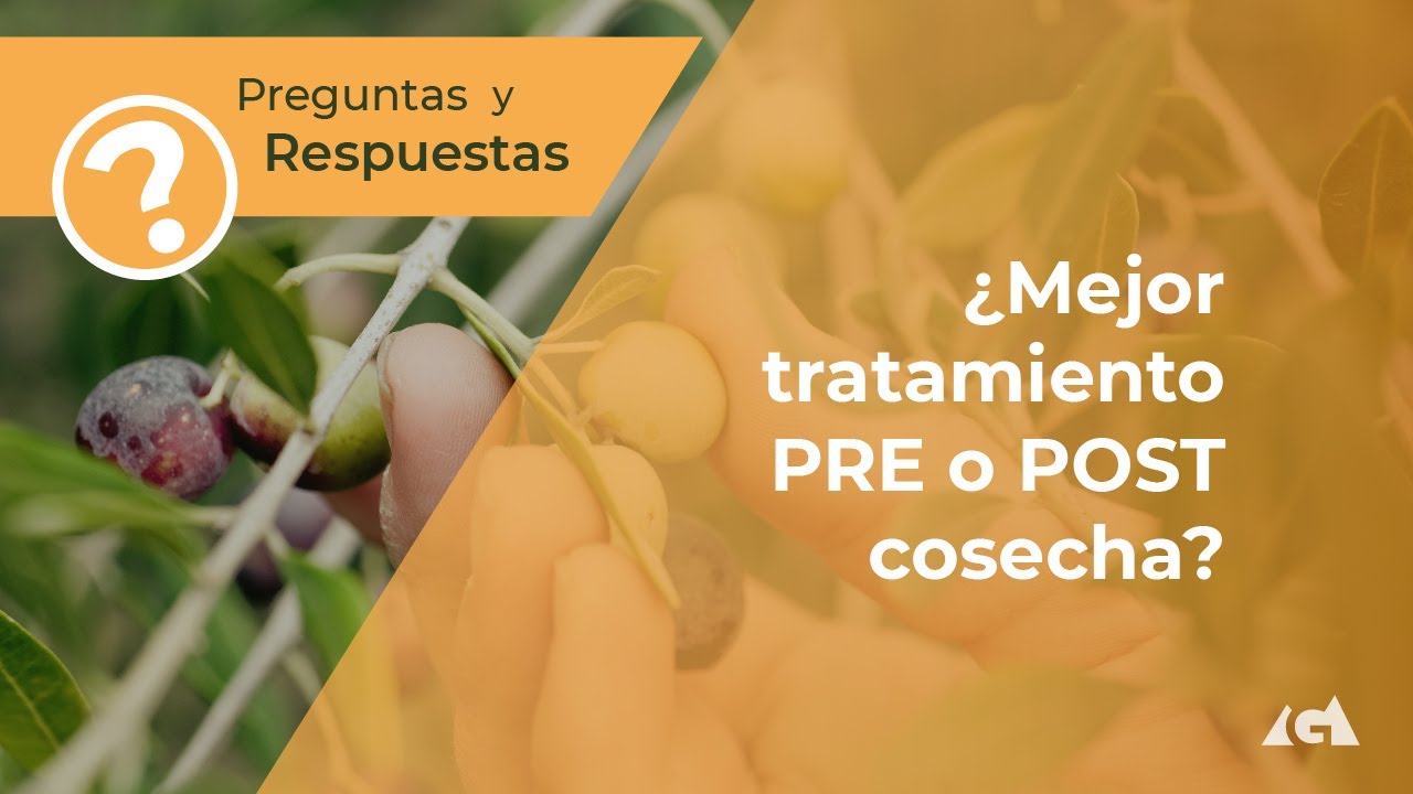 &iquest;Mejor tratamiento PRE o POST cosecha?