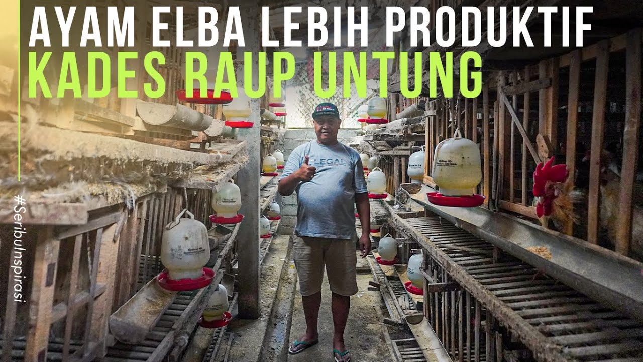 Ternak Ayam Elba Lebih Menjanjikan, Kades Terjun di Peternakan Ayam