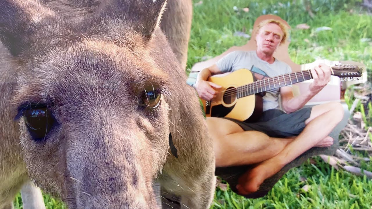 Kangaroo Dreaming with a 12-String Acoustic Guitar 🦘🎻✨ 360 VR