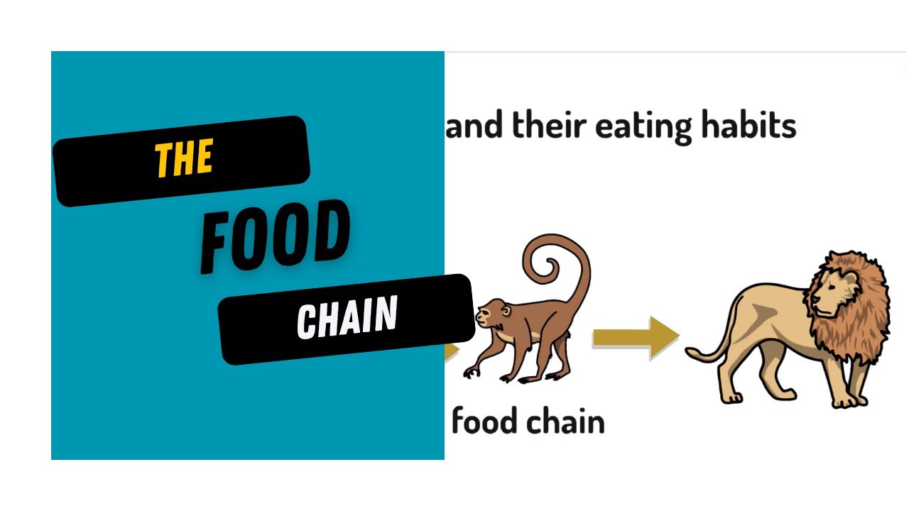 Food Chains Animals including Humans Year 4 Lesson 2