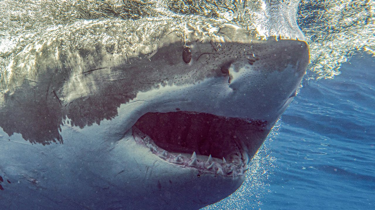 Great White Sharks-Isla Guadalupe Cage Diving on SolmarV TOURS ARE CURRENTLY ON HOLD!