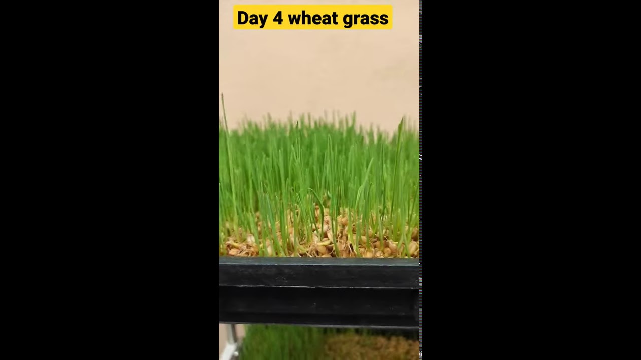 Wheat grass | Day 4 | 230221 | Hydroponics