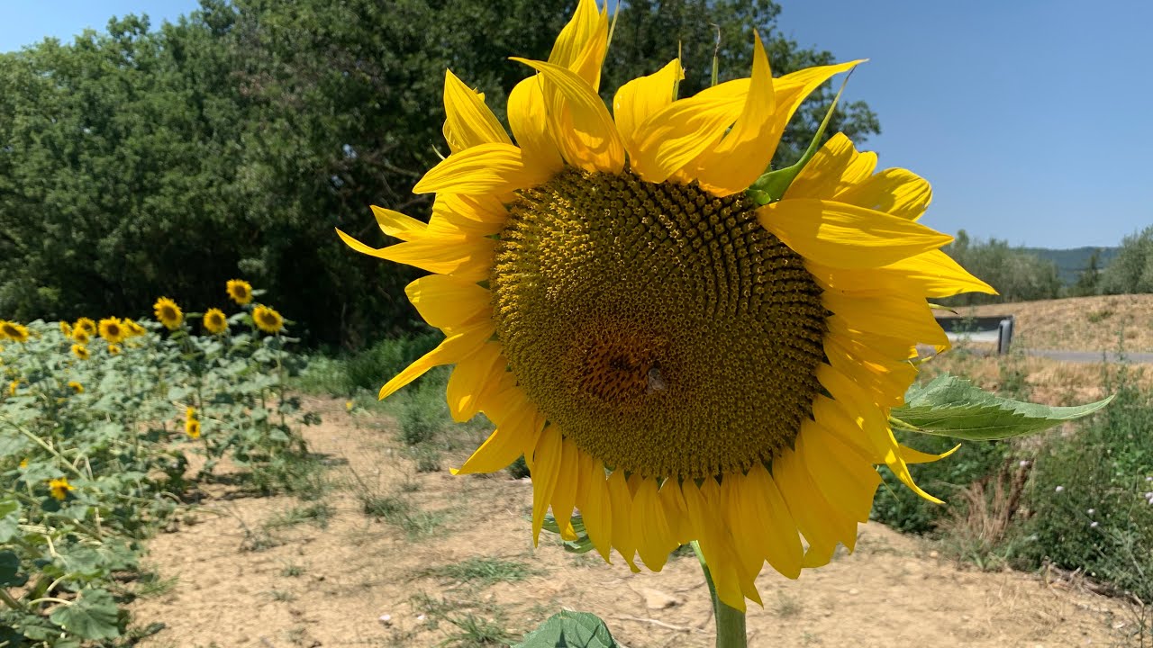 Perché il girasole gira, ruota e segue il sole? Ma lo fanno davvero sempre? Scopriamolo
