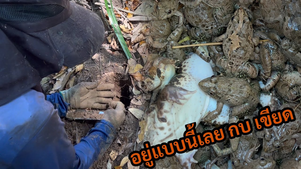 Ep2พากันกรี๊ดกร๊าดตามห้วย แต่ละคนตื่นเต้น เขียดเยอะมาก แต่ตัวเราคอยมองดู ไปเร็วเกินแต่ละตัว#หาเขียด
