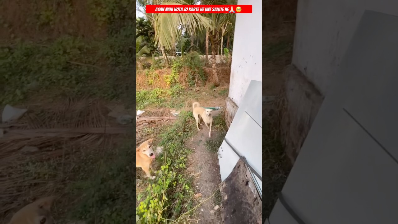 Didi Ko Bhot Zayda Doudate He😣🥹#streetdog #shortvideo #viral #shorts