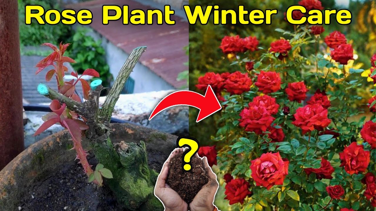 Rose Plant Care In Winter Season Complete Guide (IN HINDI) Best Homemade Fertilizer For Rose Plant