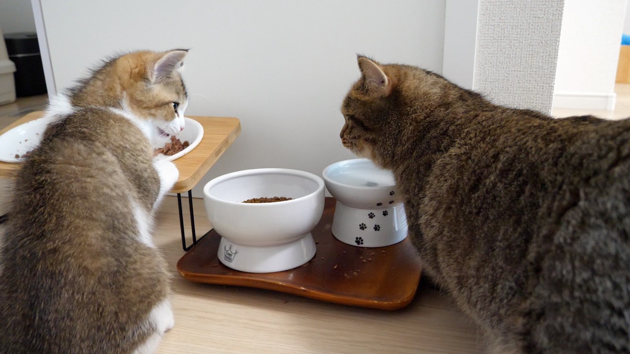 Cats Lili and Nico eating food while looking at each other.