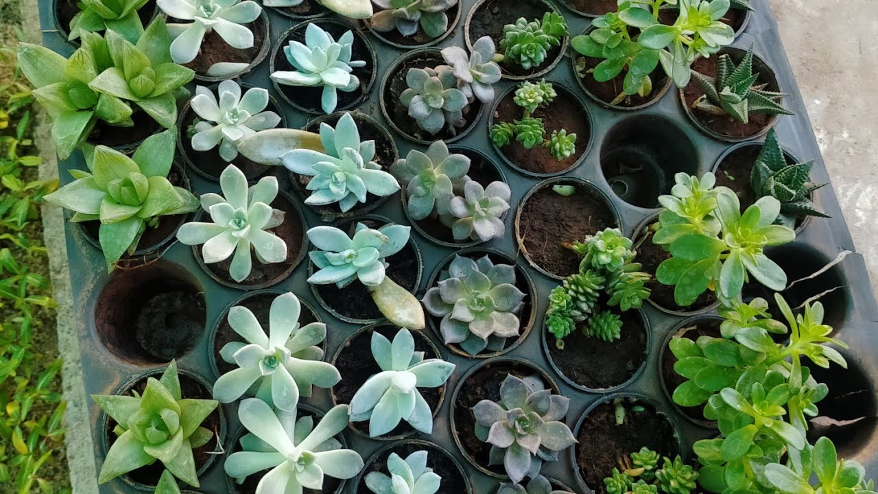 सकुलेंट के लिए बेस्ट पॉटिंग मिक्स कैसे तैयार करें best master soil for succulent plant and repoting