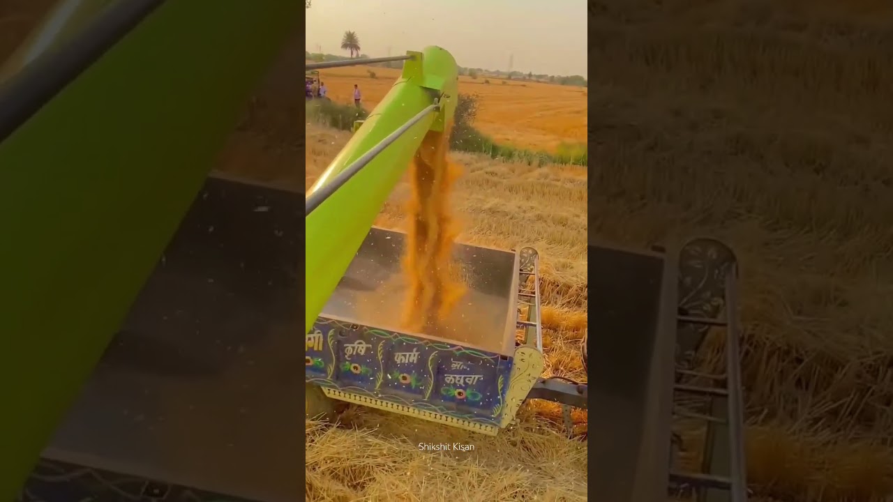 Season Apna Hai 🔥 #shikshitkisan #farming #agriculture #kisankhet #nature #agriculturalsystem