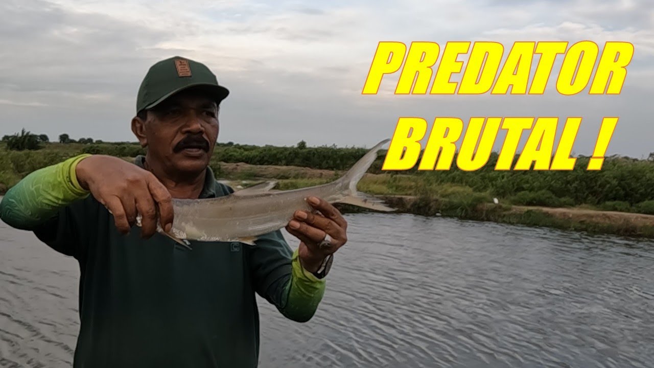 Baru Dapat Payus Besar, Badai Datang Ikan Kabur Semua