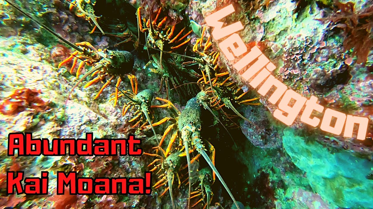 Wellington diving is AMAZING! - The 5th week on the road...