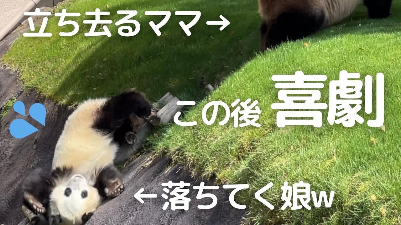 もはや..新喜劇w激しい親子バトルが ほぼお笑い😂今日も元気なパンダの親子 良浜＆楓浜🐼
