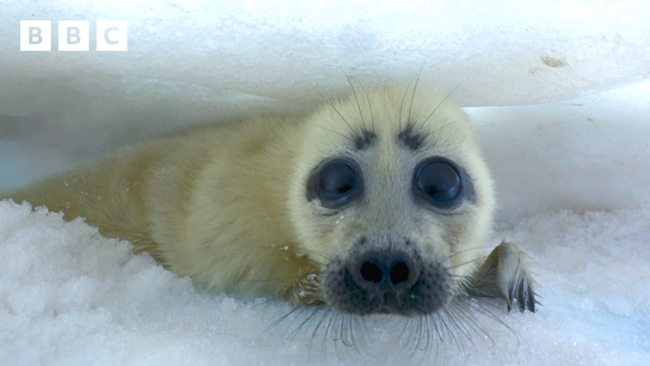 Mum saves baby seal with a clever trick 😮 | Asia - BBC