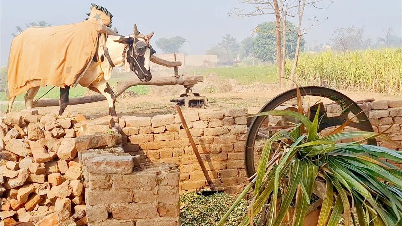 High speed bull powered gear toka machine | Punjabi farming | Antique farming tools | Traditional