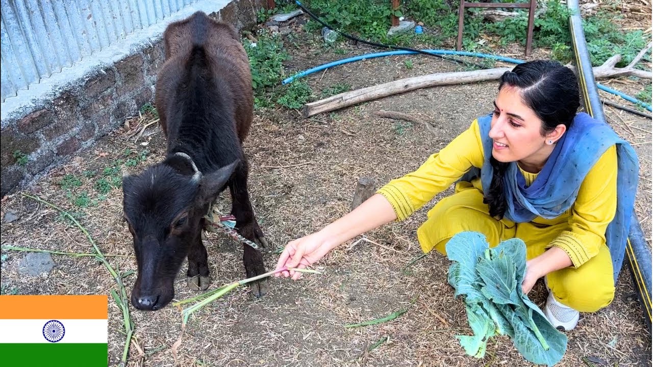 Persian Wife’s Village Adventures | Feeding Buffalo & Farm Memories | Indian Persian Couple