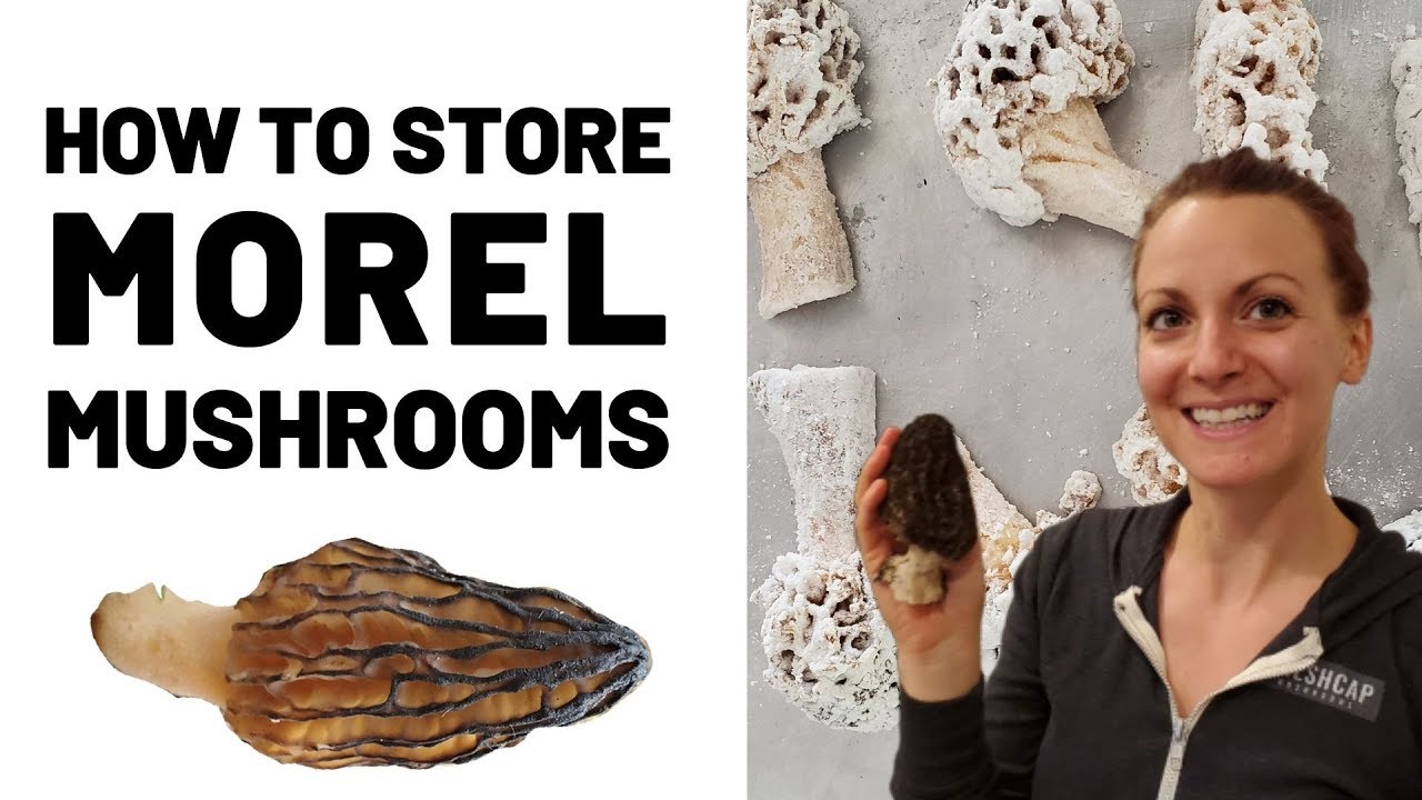 How To Properly Store Morel Mushrooms (3 Ways For Long Term Storage))