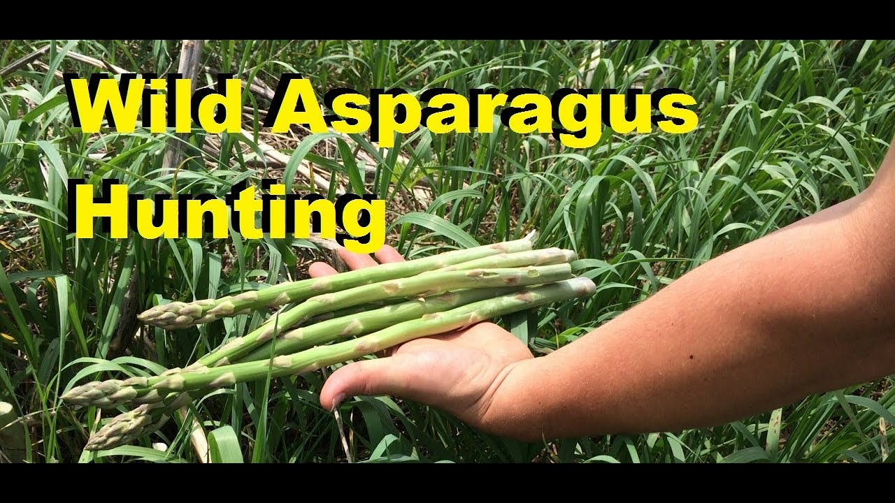 Wild Asparagus Picking (Outdoor Gathering & How To Find Wild Asparagus)