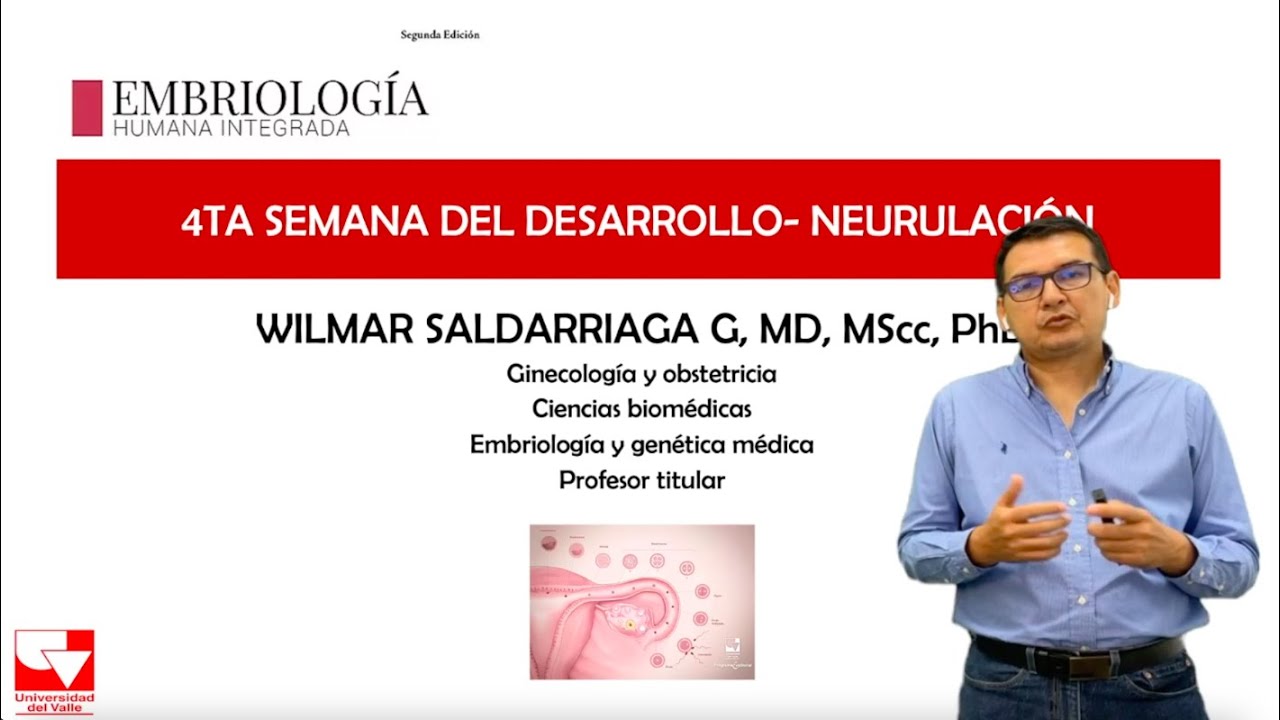 Cuarta Semana, Neurulación- Capitulo 8, Embriologia Humana Integrada.