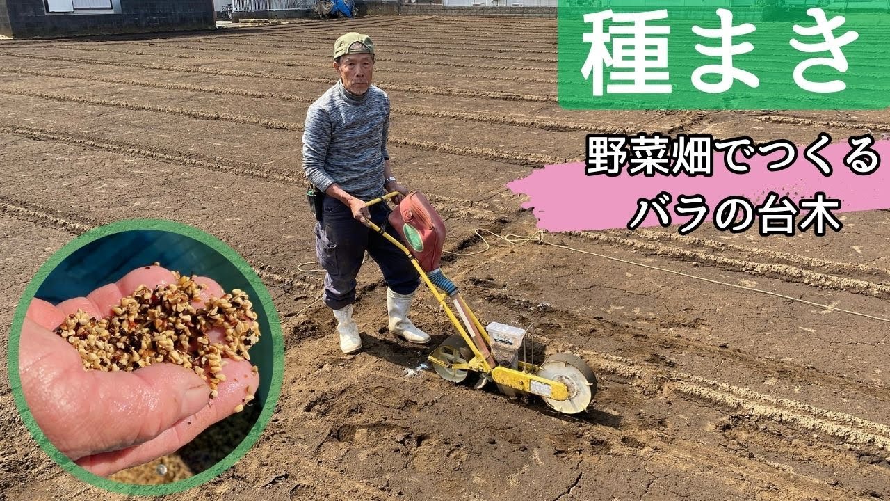 バラの種まき～東京の野菜畑で良い台木を作る話